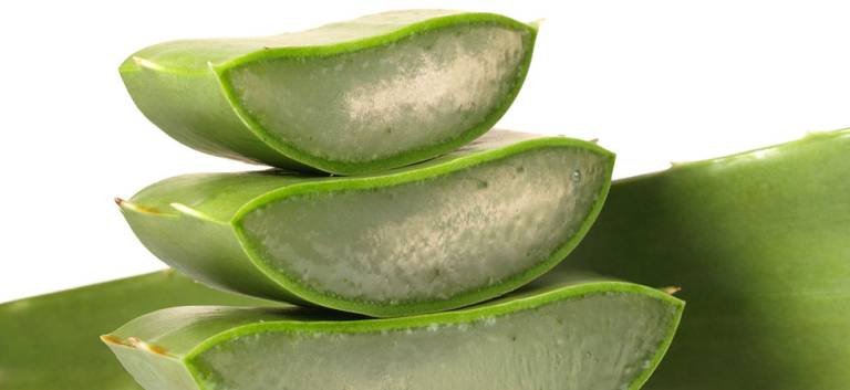 Aloe Vera, Gesundheitszentrum, Aderlass, Massage, Fußreflexzonen, Ernährung, Dinkelbrot, Brotbacken, Kräutergarten